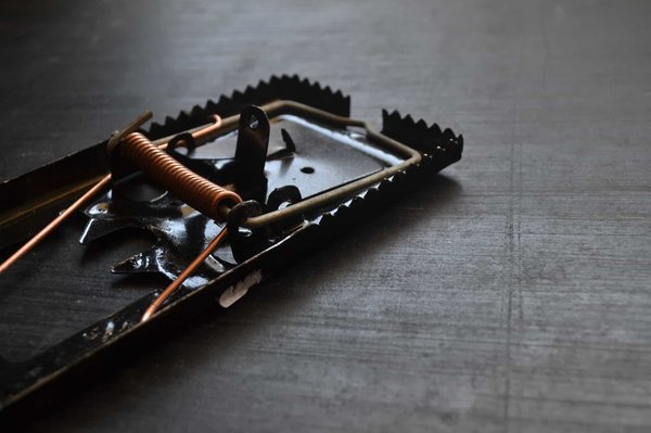 What Are the Best Ways to Naturally Deter Pests in a Small Urban Garden?