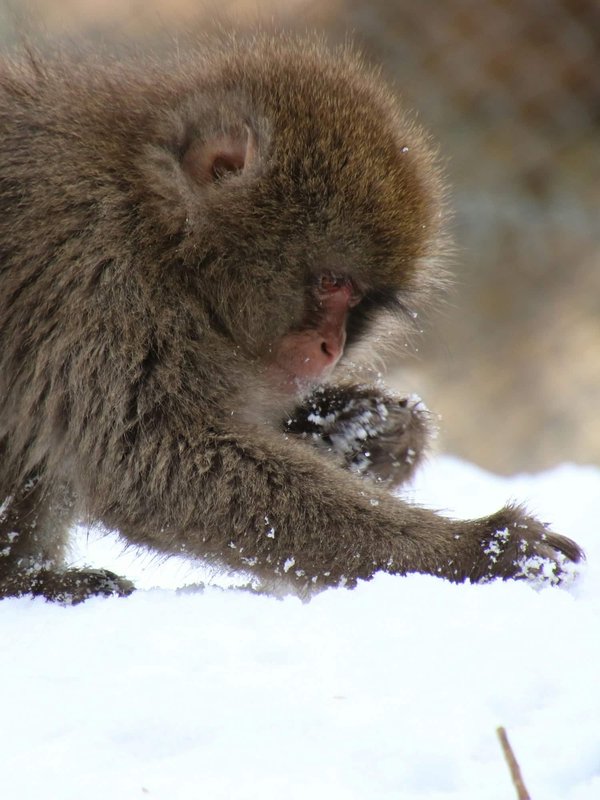 How Can You Encourage Natural Foraging Behavior in Captive Parrots?